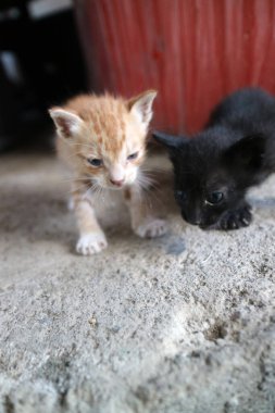 İki küçük kedi yavrusu, biri turuncu, biri siyah, engebeli bir beton yüzeyde duruyor.