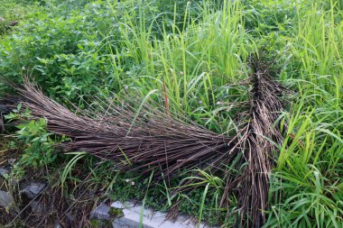 Kurumuş palmiye yaprakları, yoğun bitki örtüsüyle çevrili yemyeşil çimenlerin üzerinde uzanır.