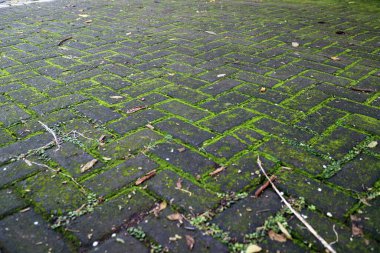 Yosun kaplı tuğla kaldırımlar dağınık yapraklar ve dallarla