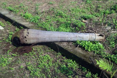 Yeşil çimenler ve bitkilerle çevrili büyük bir ağaç gövdesi yerde yatar. Gövde yıpranmış ve biraz kabuğu kalmış pürüzlü bir dokusu var.
