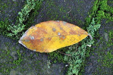 Yeşil yosun ve küçük bitkilerle çevrili dokulu bir taş yüzeyde dinlenen tek bir sarı yaprak. Yaprakta yaşlanma izleri ve kıvrımlı bir kenar var..