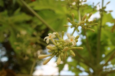 Arka planda yeşil yapraklı papaya çiçeklerini kapatın..