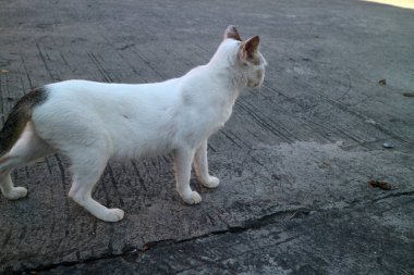 Gri kuyruklu beyaz bir kedi desenli beton bir yüzeyde duruyor, başka tarafa bakıyor..