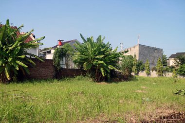 Arkasında muz ağaçları ve konut binaları olan yemyeşil bir tarla..