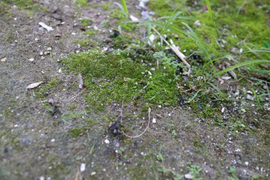 Beton bir yüzeyde büyüyen yeşil yosun ve çimlere yakın.