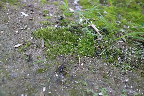 Beton bir yüzeyde büyüyen yeşil yosun ve çimlere yakın.