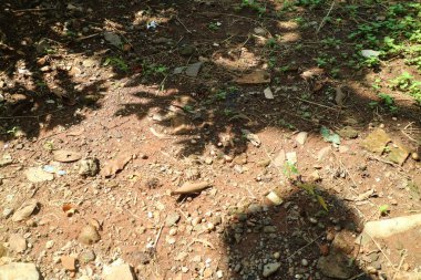 Toprak yüzeyi toprak, küçük taşlar ve dağınık yapraklarla kaplıydı. Güneş ışığı yerde gölgeler yaratır, yeryüzünün doğal dokularını ve renklerini ortaya çıkarır..