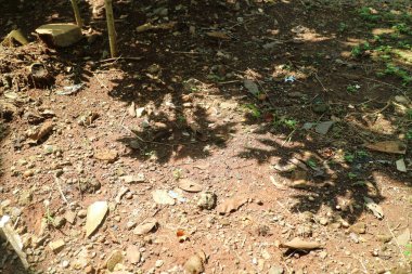 Dağılmış taşlar, yapraklar ve küçük bitkilerle dolu kirli bir zeminin yakın görüntüsü. Yaprakların gölgeleri toprakta ilginç desenler oluşturur, doğal dokuları ve renkleri vurgular..