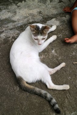 Beton bir yüzeyde, bir çocuğun ayağının yanında gri işaretleri olan beyaz bir kedi..