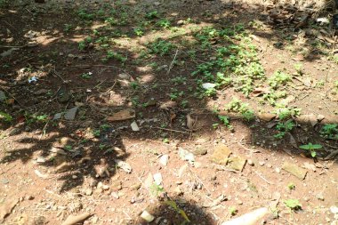 Dağılmış yeşil bitkiler ve kuru yapraklarla güneşli bir toprak parçası..