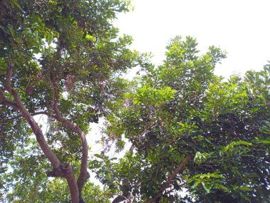 Yaprakların arasından süzülen güneş ışığı ile yemyeşil ağaç örtüsü.