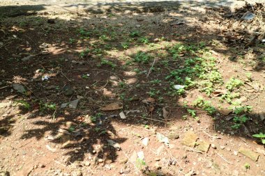 Ağaçların arasından süzülen güneş ışığıyla aydınlatılan, küçük yeşil bitkiler ve dağınık enkazlarla kaplı bir toprak parçası doğal, dünyevi bir manzara yaratır..