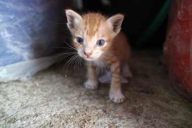 Mavi gözlü küçük turuncu bir kedi yavrusu engebeli bir yüzeyde duruyor..