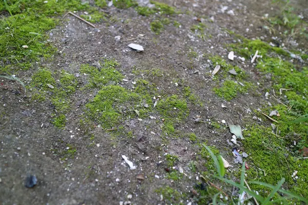 Dağınık yapraklar ve küçük molozlarla kaplı bir yosun tabakasını kapatın..