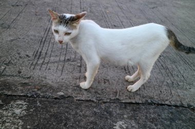 Beton bir yüzeyde duran birkaç koyu lekesi olan beyaz bir kedi. Kedi meraklı ve tetikte görünüyor, kafası hafifçe eğik..