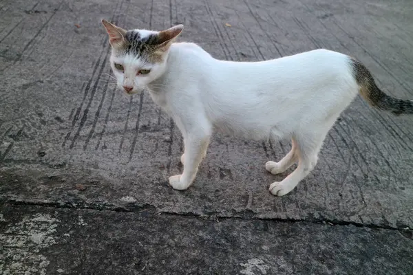 Beton bir yüzeyde duran birkaç koyu lekesi olan beyaz bir kedi. Kedi meraklı ve tetikte görünüyor, kafası hafifçe eğik..
