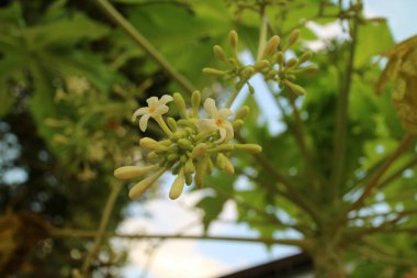 Yeşil papaya ağacında yetişen sarı merkezli narin beyaz çiçeklerin yakın görüntüsü. Arkaplanda yemyeşil yapraklar ve yumuşak mavi bir gökyüzü var..