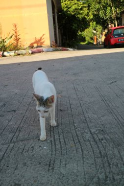 Bir yerleşim bölgesinde beton bir yüzeyde yürüyen gri işaretli beyaz bir kedi. Arka planda yeşillik ve park halindeki kırmızı bir araba var..