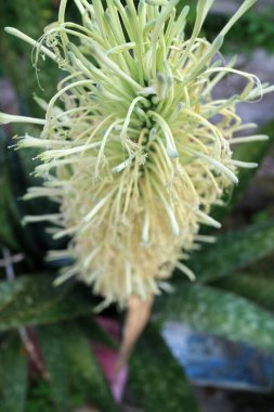 Uzun, ince, soluk yeşil taç yaprakları ve bir demet narin çiçekle çiçek açan bir bitkinin yakın görüntüsü. Arkaplanda yeşil yapraklar var, doğal bir ortam yaratıyor..