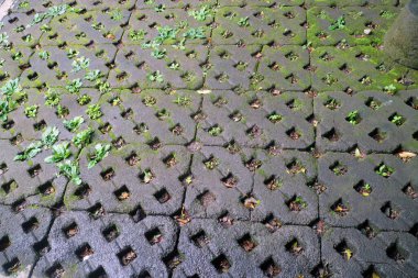 Birbirlerine kenetlenmiş beton kaldırımlara ve boşluklarda büyüyen küçük bitkilere yakın..