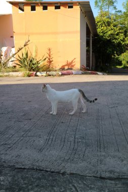 Siyah uçlu kuyruklu beyaz bir kedi binanın yakınındaki beton bir yolda duruyor..