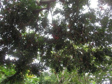 Yoğun ağaç örtüsü, görünür dalları ve yaprakları var, biraz da kırmızı meyve..