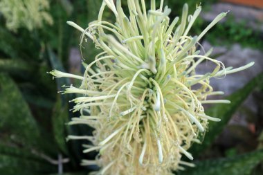 Uzun, ince, soluk yeşil taç yaprakları ve bir demet narin çiçekle çiçeklenen bir bitkinin yakınında.