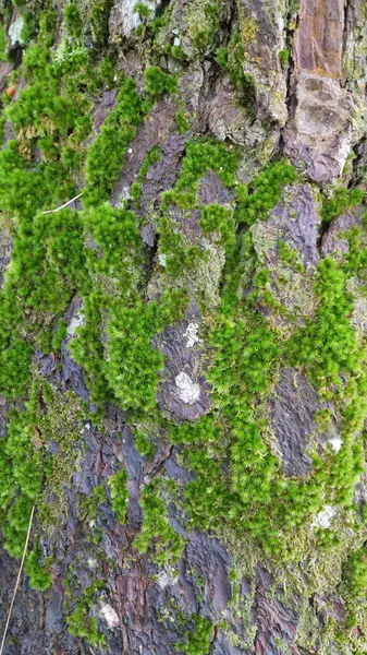 Ağaç kabuğunu canlı yeşil yosunlarla kapatın..