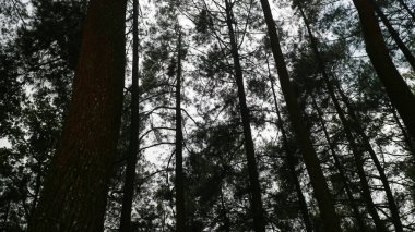 Bulutlu bir gökyüzüne karşı siluetli uzun çam ağaçları.