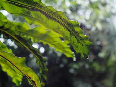 Tropikal bitkilerin büyük yeşil yapraklarına, büyük kuş yuvası eğreltiotu yapraklarına, doğal güneş ışığı altında açık hava seçici odak altında bulanık arka planda.