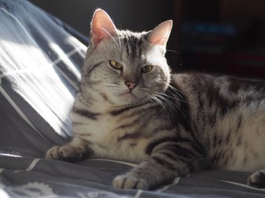 cute young handsome AMERICAN SHORT HAIR breed kitty grey and black stripes home cat portraits relaxing in a bedroom with blur background.