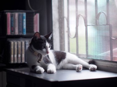 Şirin, kısa saçlı, Asyalı dişi kedi. Siyah beyaz ev kedisi. Yatak odasında tembellik ediyor.