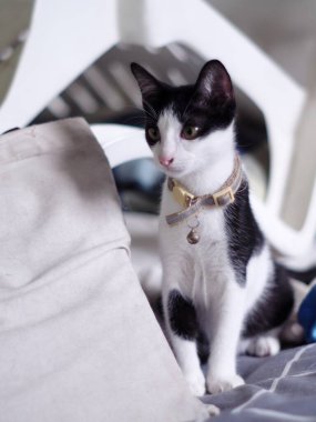 Şirin, kısa saçlı, Asyalı dişi kedi. Siyah beyaz ev kedisi. Yatak odasında tembellik ediyor.