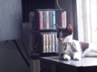 Şirin, kısa saçlı, Asyalı dişi kedi. Siyah beyaz ev kedisi. Yatak odasında tembellik ediyor.