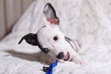 Siyah ve beyaz köpek tasmasını kemiriyor.