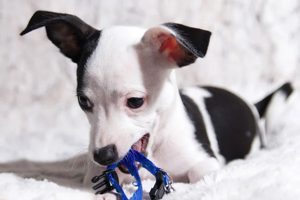 Preto Branco Chihuahua Cão Branco Fundo Mastigar Azul Colar — Fotografia de Stock