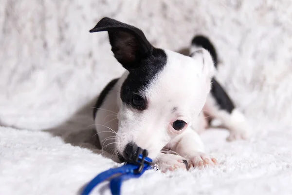 Black White Chihuahua Dog Chewing Štěně Odvrací Pohled Kamery — Stock fotografie