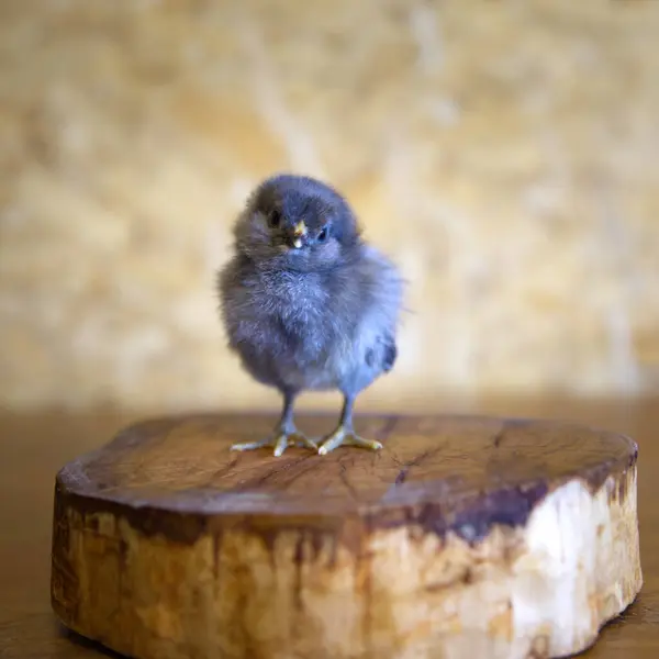 Lindo Gris Mullido Bebé Chick — Foto de Stock