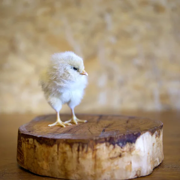 可爱的小鸡站在木头上 — 图库照片