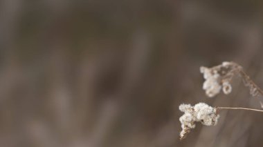 Bulanık arkaplanda Vahşi Yabani Yabani otlar ve kopyasına yer var.