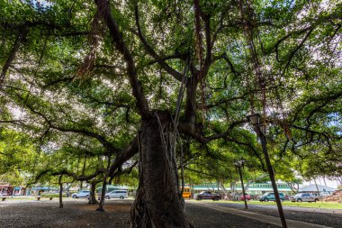 Lahaina, Maui, Hawaii 8 Kasım 2017: Lahaina 'daki Tarihi Banyan Ağacı