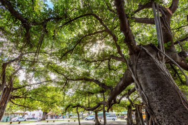 Lahaina, Maui, Hawaii 8 Kasım 2017: Lahaina 'daki Tarihi Banyan Ağacı