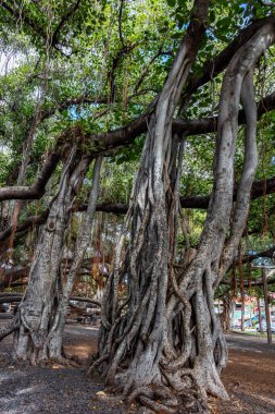 Lahaina, Maui, Hawaii 8 Kasım 2017: Lahaina 'daki Tarihi Banyan Ağacı