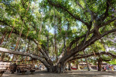 Lahaina, Maui, Hawaii 8 Kasım 2017: Lahaina 'daki Tarihi Banyan Ağacı