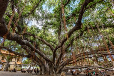 Lahaina, Maui, Hawaii 8 Kasım 2017: Lahaina 'daki Tarihi Banyan Ağacı