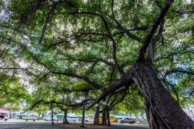 Lahaina, Maui, Hawaii 8 Kasım 2017: Lahaina 'daki Tarihi Banyan Ağacı