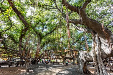 Lahaina, Maui, Hawaii 8 Kasım 2017: Lahaina 'daki Tarihi Banyan Ağacı