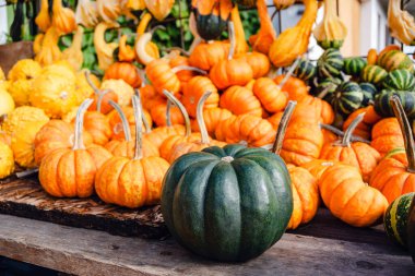 Çiftçi Pazarı 'nda Renkli Balkabağı ve Su Kabaklarının Çeşitli Tarlaları
