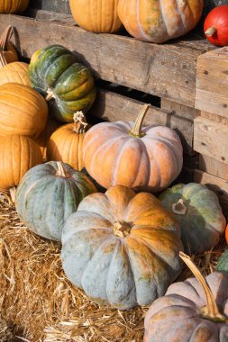 Saman ve Ahşap Hasat Sandıkları 'nda Büyük Renkli Balkabakları Gösterildi