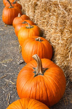 Large orange pumpkins are arranged on a backdrop of straw  clipart